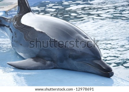 dolphin showing how long he can stay out of the water