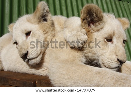two young lion cubs having a litttle cuddle