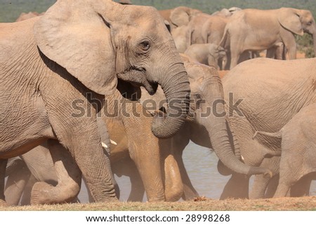 elephant herd on the move after drinking at a waterhole