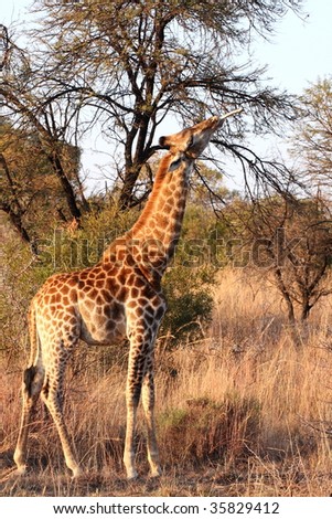 young  giraffe standing and chewing a bone from a wild animal