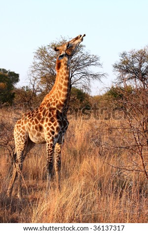 young giraffe lifting its neck to eat on a animal bone