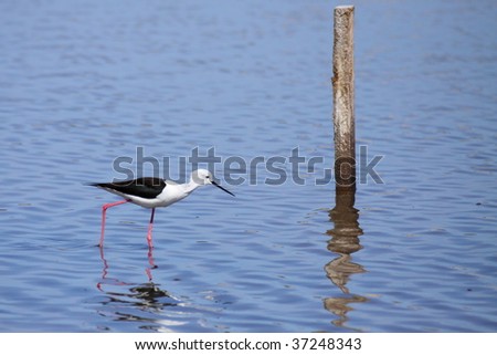 black winged stilt hunting while walking in the water
