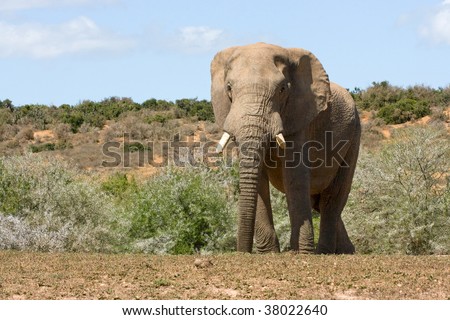 large male elephant all by himself on a dry summers day in Africa