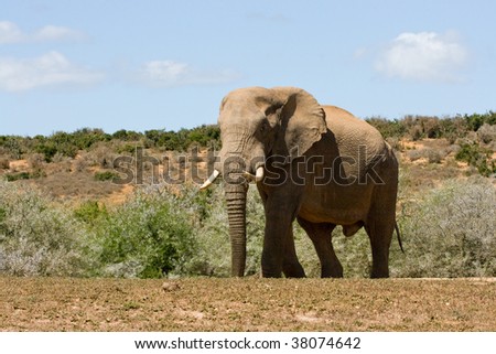 huge male elephant standing and enjoying the midday sun