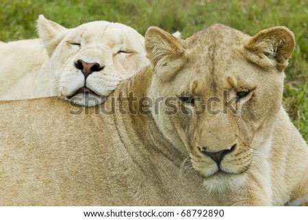 two lionesses resting in africa on a hot summers day