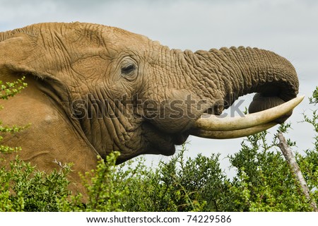 elephants eat