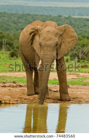 single male elephant having a lonely drink at a water hole