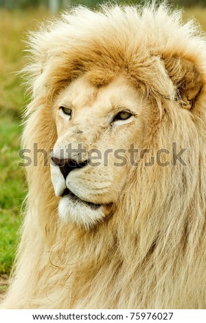 Large male white lion profile watching something to its left