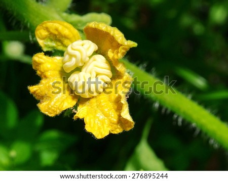a yellow flower like a human brain