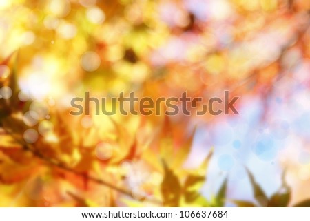 Soft colors in a forest