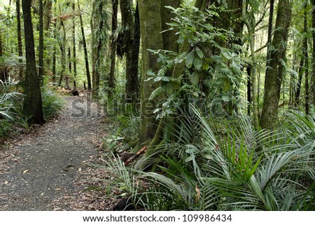 Lush foliage in tropical jungle