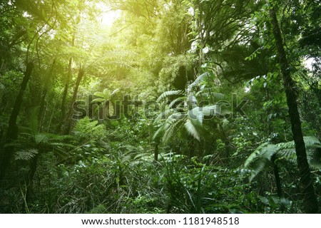 Sunlit tree canopy in tropical jungle