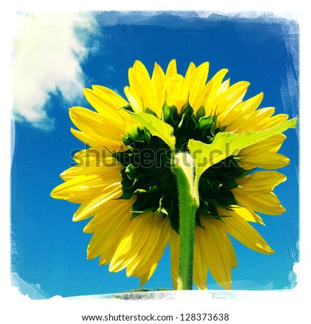 Closeup of sunflower from behind. Blue sky