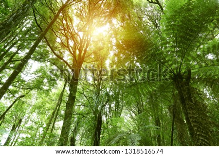Tree canopy in tropical jungle