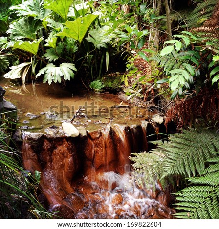 Stream flowing in lush jungle