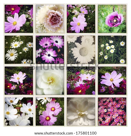 Assorted flowers on plain background
