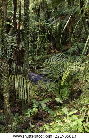 Lush foliage and stream in a rain forest