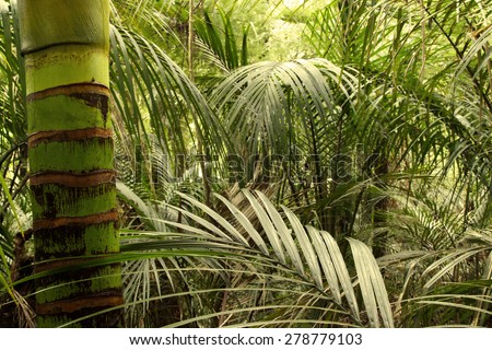 Lush green foliage in tropical jungle