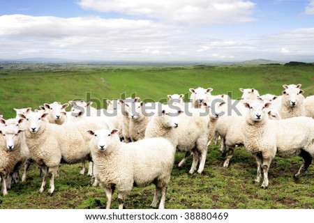 Sheep standing in paddock. Facing camera.