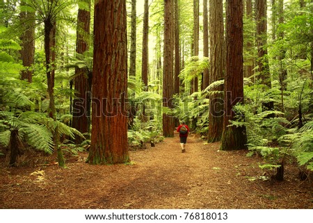 Tramper walking past giant trees in redwood forest