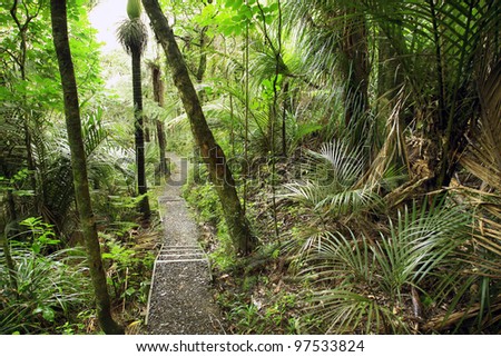 Hiking trail in tropical jungle