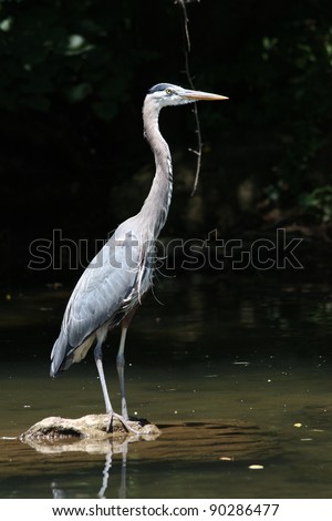 Blue Heron In Pennsylvania Stock Photo 90286477 : Shutterstock