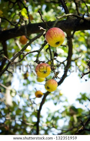 Small bio apples on the tree