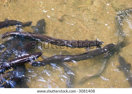 african longfin eel