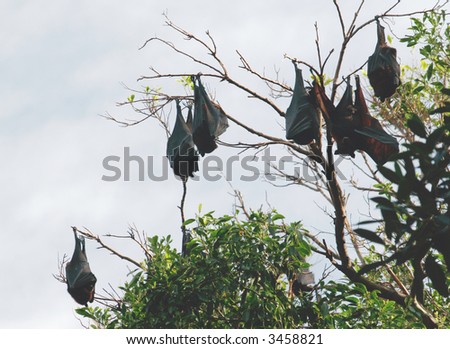 Fruit bats are frugivorous or nectarivorous, i.e., they eat fruits or lick nectar from flowers. Often the fruits are crushed and only the juices consumed.