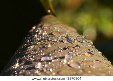A leaf curled and encrusted with sparkly jewels - early morning dew