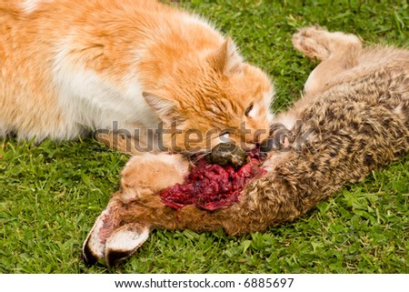 A domestic cat tucks into a meal of a freshly caught rabbit. The cat consumed most of the internal organs first.