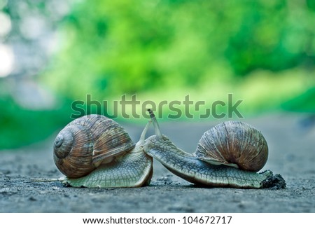 Romantic meet and kissing between of burgundy snail , Close-up outdoor