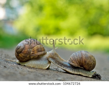 Romantic meet and kiss between of burgundy snail , Close-up outdoor