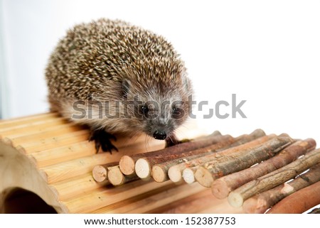 Hedgehog crossing a wooden bridge of a pet house, white background, dried leaves, in studio