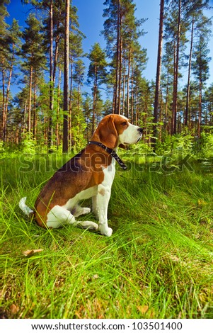 Beagle on a grass in forest . Wide angle. The polarising filter is used.