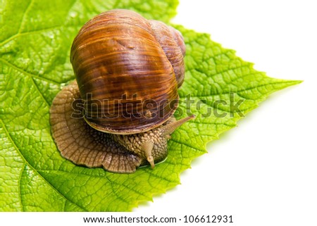 The big grape snail eating grape leaves , white background .