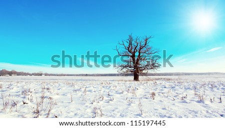 old oak on a background of blue ,focal lenght 17mm