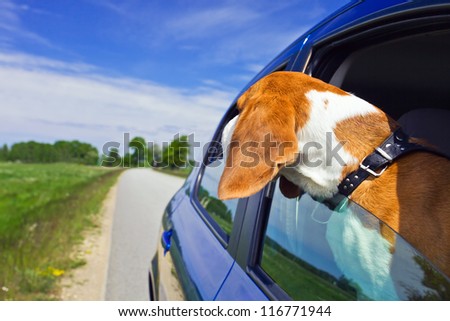 The cute beagle  travels in the blue car.