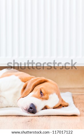 The dog has a rest on wooden to a floor near to a warm radiator