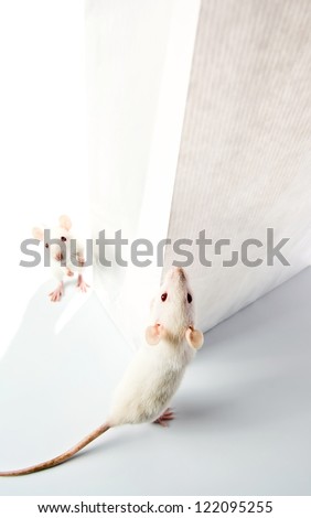 cute white rats examine a white bag