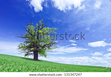 old oak on a background of blue sky.