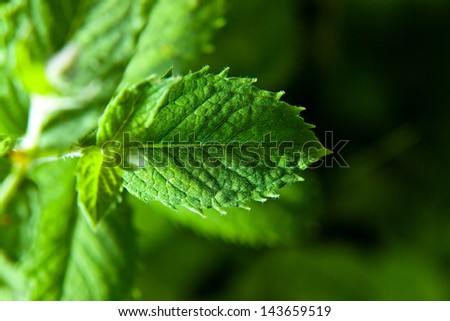 peppermint growing on a bed , macro shot