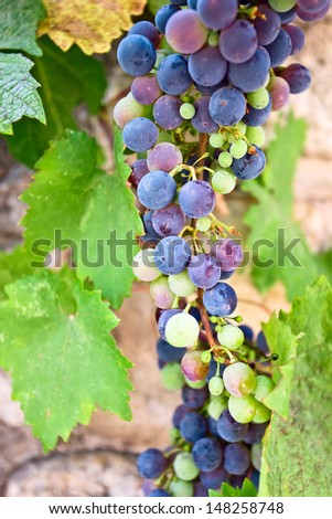 The blue grape is a cultivar derived ,is used for table, juice and wine production.