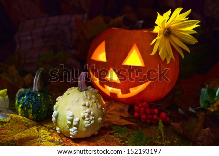 Still-life with pumpkins and the fallen down yellow leaves
