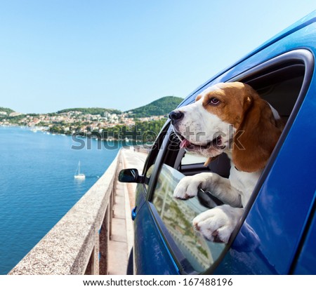 The Cute Beagle Travels In The Blue Car