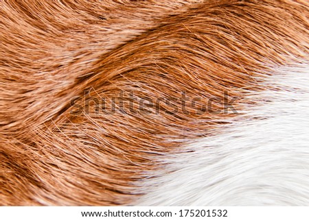 Pure healthy skin of a sleek-haired dog ( beagle )