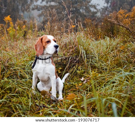 beagle in the foggy morning in forest