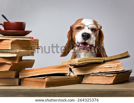 The very smart dog studying old books