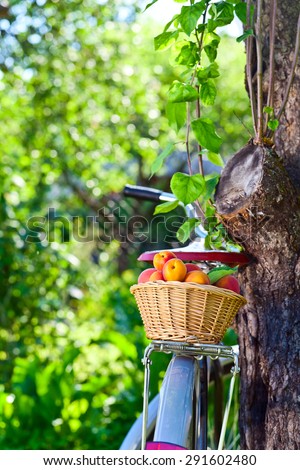 basket of juicy ripe apricots on bike in garden