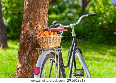 basket of juicy ripe apricots on bike in garden